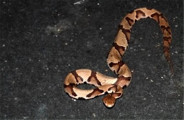 Agkistrodon contortrix - Copperhead