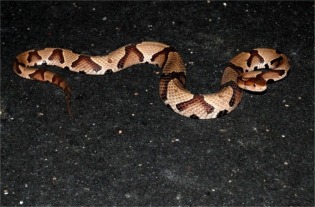 Agkistrodon contortrix - Copperhead