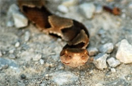 Agkistrodon contortrix - Copperhead