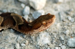 Agkistrodon contortrix - Copperhead
