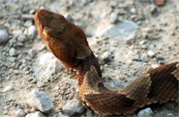 Agkistrodon contortrix - Copperhead