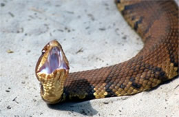 Agkistrodon piscivorus - Cottonmouth (Water Moccasin)