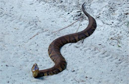 Agkistrodon piscivorus - Cottonmouth (Water Moccasin)