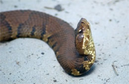 Agkistrodon piscivorus - Cottonmouth (Water Moccasin)