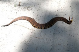 Agkistrodon piscivorus - Cottonmouth (Water Moccasin)