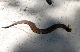 Agkistrodon piscivorus - Cottonmouth (Water Moccasin)