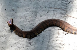 Agkistrodon piscivorus - Cottonmouth (Water Moccasin)