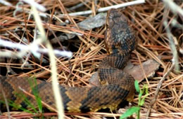 Agkistrodon piscivorus - Cottonmouth (Water Moccasin)