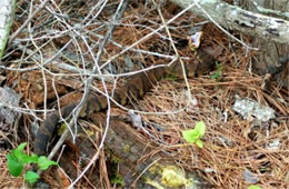 Agkistrodon piscivorus - Cottonmouth (Water Moccasin)