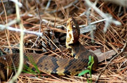 Agkistrodon piscivorus - Cottonmouth (Water Moccasin)