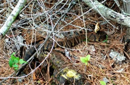 Agkistrodon piscivorus - Cottonmouth (Water Moccasin)