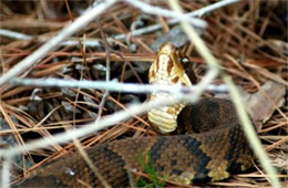 Agkistrodon piscivorus - Cottonmouth (Water Moccasin)