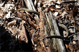 Thamnophis sirtalis - Eastern Garter Snake