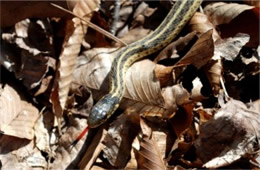 Thamnophis sirtalis - Eastern Garter Snake