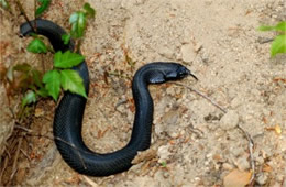 Heterodon platirhinos - Melanistic Eastern Hognose Snake
