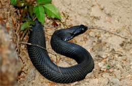 Heterodon platirhinos - Melanistic Eastern Hognose Snake