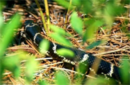 Lampropeltis getula - Eastern Kingsnake