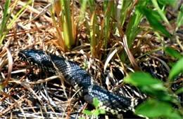 Lampropeltis getula - Eastern Kingsnake