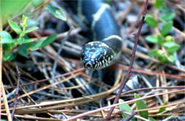 Lampropeltis getula - Eastern Kingsnake