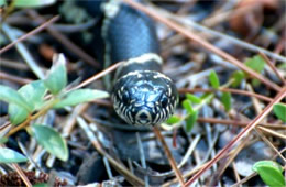 Lampropeltis getula - Eastern Kingsnake