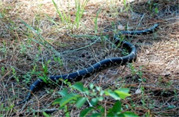 Lampropeltis getula - Eastern Kingsnake