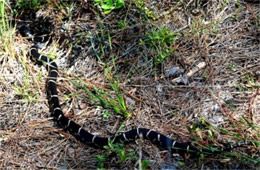 Lampropeltis getula - Eastern Kingsnake