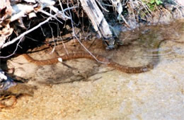 Nerodia sipedon - Northern Water Snake