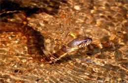 Nerodia sipedon - Northern Water Snake