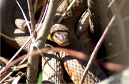 Nerodia sipedon - Northern Water Snake