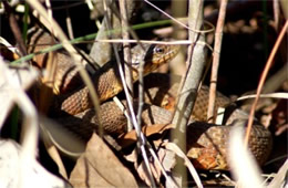 Nerodia sipedon - Northern Water Snake