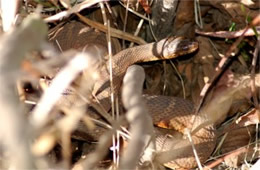 Nerodia sipedon - Northern Water Snake