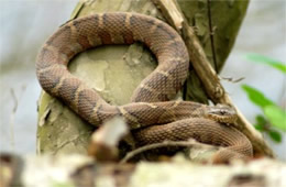 Nerodia sipedon - Northern Water Snake