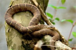Nerodia sipedon - Northern Water Snake
