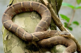 Nerodia sipedon - Northern Water Snake