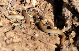 Tantilla hobartsmithi - Southwestern Blackhead Snake