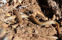 Tantilla hobartsmithi - Southwestern Blackhead Snake