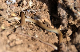 Tantilla hobartsmithi - Southwestern Blackhead Snake