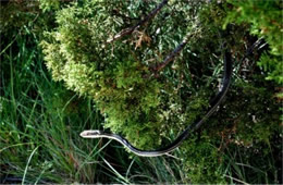 Masticophis taeniatus - Striped Whipsnake