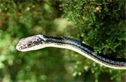 Masticophis taeniatus - Striped Whipsnake