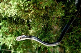 Masticophis taeniatus - Striped Whipsnake