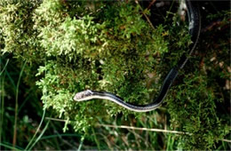 Masticophis taeniatus - Striped Whipsnake