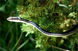 Masticophis taeniatus - Striped Whipsnake