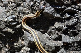 Thamnophis sirtalis fitchi - Valley Garter Snake