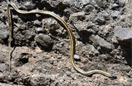 Thamnophis sirtalis fitchi - Valley Garter Snake