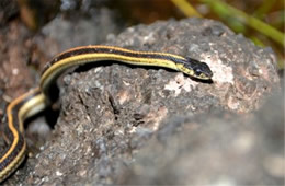 Thamnophis sirtalis fitchi - Valley Garter Snake