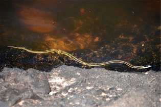 Thamnophis sirtalis fitchi - Valley Garter Snake