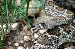 Crotalus atrox - Western Diamondback Rattlesnake