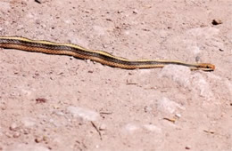 Salvadora hexalepis - Western Patch-nosed Snake