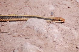 Salvadora hexalepis - Western Patch-nosed Snake