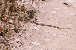 Salvadora hexalepis - Western Patch-nosed Snake